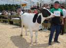 Superchampioni i championi Śląskiej Wystawy Bydła Mlecznego Opolagra 2011