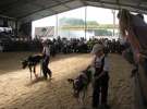 Młody Hodowca - Szepietowo 2012 XIX Regionalna Wystawa Zwierząt Hodowlanych