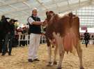 VII Ogólnopolska Wystawa Bydła Hodowlanego - Sielinko 2012