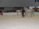 CAVALIADA 2013 w Poznaniu
