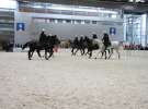 CAVALIADA 2013 w Poznaniu