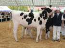 VII Ogólnopolska Wystawa Bydła Hodowlanego - Sielinko 2012