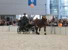 CAVALIADA 2013 w Poznaniu