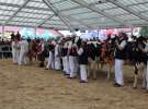 Championi VII Ogólnopolskiej Wystawy Bydła Hodowlanego - Sielinko 2012