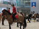 CAVALIADA 2013 w Poznaniu