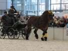 CAVALIADA 2013 w Poznaniu