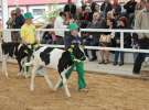 Mali Hodowcy VII Ogólnopolska Wystawa Bydła Hodowlanego w Sielinku 2012