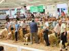 Zielone AGRO SHOW – POLSKIE ZBOŻA 2014 w Sielinku - niedziela