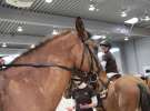 CAVALIADA 2013 w Poznaniu