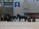 CAVALIADA 2013 w Poznaniu
