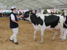VII Ogólnopolska Wystawa Bydła Hodowlanego - Sielinko 2012