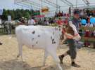 Superchampioni i championi Śląskiej Wystawy Bydła Mlecznego Opolagra 2011