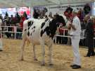 VII Ogólnopolska Wystawa Bydła Hodowlanego - Sielinko 2012