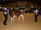 Wystawa  Blickpunkt Rind 2013 w miejscowości Paaren/Glien (Niemcy)