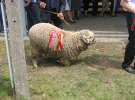 Owce- Szepietowo 2012 XIX Regionalna Wystawa Zwierząt Hodowlanych
