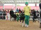 Mali Hodowcy VII Ogólnopolska Wystawa Bydła Hodowlanego w Sielinku 2012