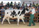 Bydło - Szepietowo 2012 XIX Regionalna Wystawa Zwierząt Hodowlanych
