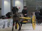 CAVALIADA 2013 w Poznaniu