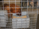 Międzynarodowe Targi Hodowli Zwierząt FARMA