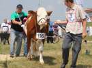 Superchampioni i championi Śląskiej Wystawy Bydła Mlecznego Opolagra 2011