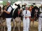 Prezentacja Championów na VII Ogólnopolskiej Wystawie Bydła Hodowlanego w Sielinku 2012