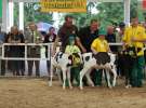 Mali hodowcy na XVII Regionalnej Wystawie Zwierząt Hodowlanych Sielinko 2011