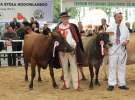 Prezentacja Championów na VII Ogólnopolskiej Wystawie Bydła Hodowlanego w Sielinku 2012