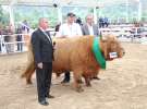 I Krajowa Wystawa Bydła Mięsnego w Sielinku - niedziela