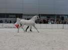 CAVALIADA 2013 w Poznaniu
