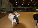 Wystawa  Blickpunkt Rind 2013 w miejscowości Paaren/Glien (Niemcy)
