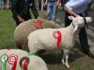Owce- Szepietowo 2012 XIX Regionalna Wystawa Zwierząt Hodowlanych