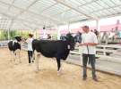 Wystawa bydła Sielinko 2011