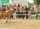 Zielone AGRO SHOW – POLSKIE ZBOŻA 2014 w Sielinku - niedziela