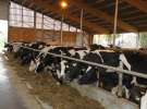 Wyjazd studyjny na farmę Langengrassau w Niemczech