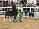 Mali Hodowcy VII Ogólnopolska Wystawa Bydła Hodowlanego w Sielinku 2012