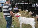 Młody Hodowca - Szepietowo 2012 XIX Regionalna Wystawa Zwierząt Hodowlanych