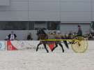 CAVALIADA 2013 w Poznaniu
