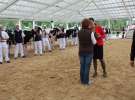 Prezentacja Championów na VII Ogólnopolskiej Wystawie Bydła Hodowlanego w Sielinku 2012