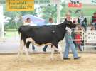 Wystawa bydła Sielinko 2011