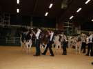 Wystawa  Blickpunkt Rind 2013 w miejscowości Paaren/Glien (Niemcy)