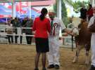 Prezentacja Championów na VII Ogólnopolskiej Wystawie Bydła Hodowlanego w Sielinku 2012