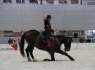 CAVALIADA 2013 w Poznaniu