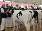 VII Ogólnopolska Wystawa Bydła Hodowlanego - Sielinko 2012