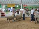 Czempioni XVII Regionalnej Wystawy Zwierząt Hodowlanych Sielinko 2011