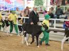 Mali Hodowcy VII Ogólnopolska Wystawa Bydła Hodowlanego w Sielinku 2012