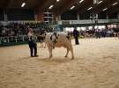 Wystawa  Blickpunkt Rind 2013 w miejscowości Paaren/Glien (Niemcy)
