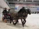 CAVALIADA 2013 w Poznaniu