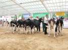 Wystawa bydła Sielinko 2011