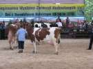 Bydło - Szepietowo 2012 XIX Regionalna Wystawa Zwierząt Hodowlanych