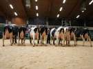 Wystawa  Blickpunkt Rind 2013 w miejscowości Paaren/Glien (Niemcy)